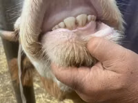 Sapi, Swiss cattle — foto 3