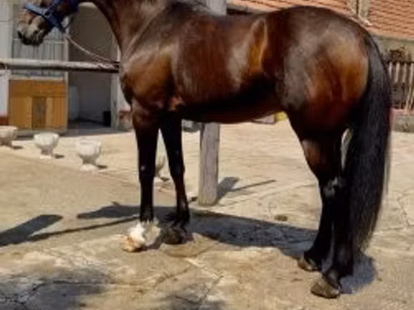 Kuda (batch, jenis kelamin tidak disebutkan), Horses