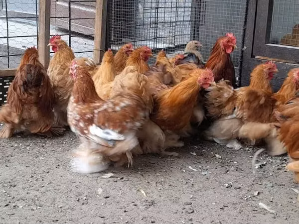 Pekin-Zwerg
