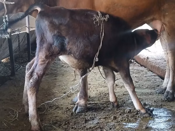 Vache, Race Alatauskaya