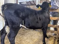 母牛, Limousin cow — 照片 3