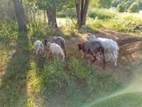 बकरी, Kejobong goat — फ़ोटो 2