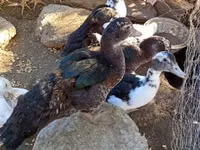 Ducks — 写真 3