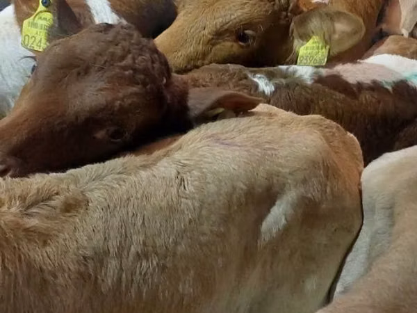 Banteng, Cattle