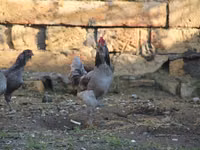 Ameraucana — Foto 1