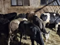 Bovinos (lote, sexo no especificado), Ganado vacuno — foto 2