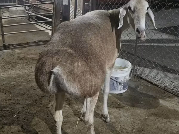 Brebis, Afghan Arabi sheep