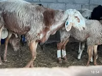भेड़, East Friesian Dairy sheep — फ़ोटो 3