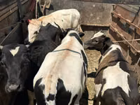 Bulle, Simmental cattle — Foto 3