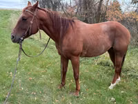 雄馬, Quarter Horse — 写真 2