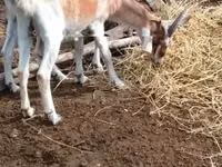 Ziegenbock, Nubian Goat — Foto 3