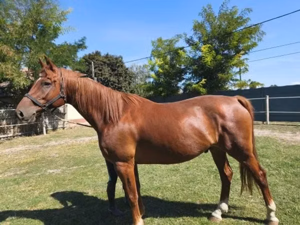 Caballo, Gidran