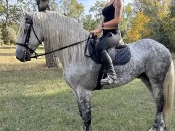 雄馬, Andalusian horse