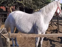 雌馬, Lipizzaner — 写真 1