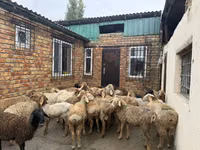 मेढ़ा, Rhon sheep — फ़ोटो 1