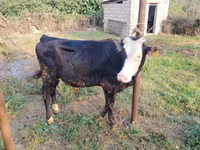 Bull, Red-spotted breed — photo 2