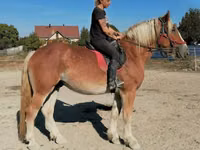 حصان, Gypsy horse — الصورة 7