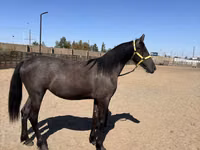 घोड़ी, Friesian — फ़ोटो 3