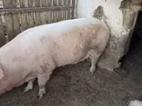 Babi betina — foto 3