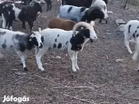 雄羊, Jacob's sheep — 写真 1