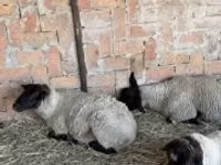 雌羊, White Suffolk sheep — 写真 2
