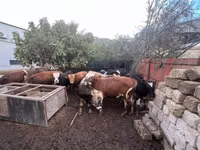 सांड, लाल-धब्बेदार नस्ल — फ़ोटो 5