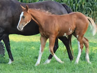 Caballo, Alter Real — foto 2