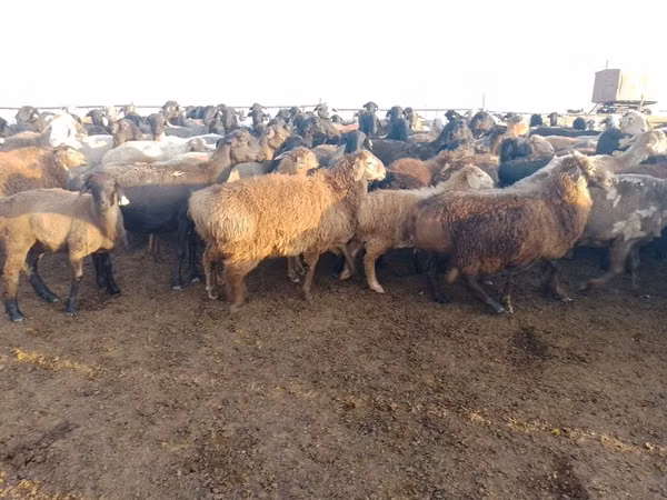 كبش, Edilbay sheep