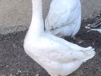 Geese — photo 1