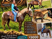 Caballo, Rocky Mountain Horse — foto 1