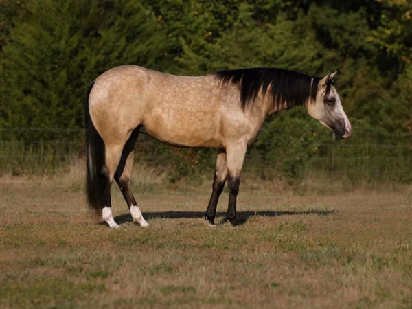 雌馬, Quarter Horse