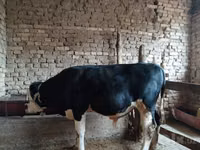 मवेशी (लॉट, लिंग निर्दिष्ट नहीं), Russian Black pied cattle — फ़ोटो 1