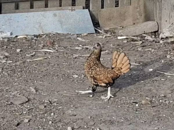 セブライト