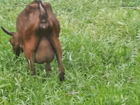 Kambing betina, Irish goat — foto 7