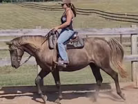 فرس, Kentucky mountain daddle horse — الصورة 2