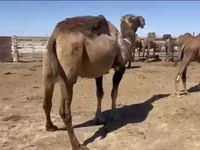 ラクダ（ロット、性別未指定）, Anafi camel — 写真 4