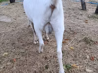Ziege, Beetal goats — Foto 3