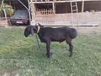 Domba jantan, Edilbay sheep — foto 3
