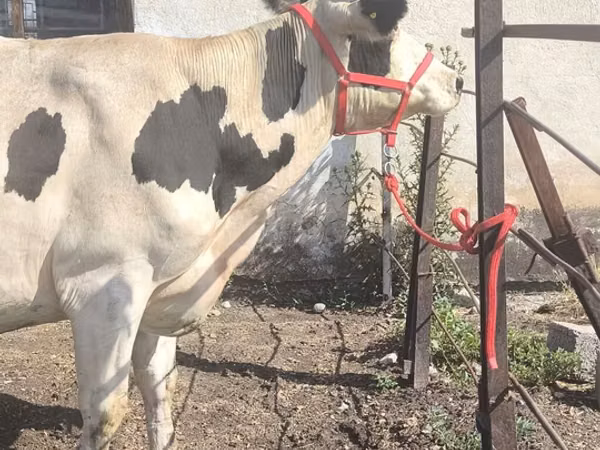 Vaca, Russian Black pied cattle