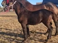 Hengst, Percheron — Foto 5