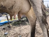 Vaca, Raza Holstein — foto 1