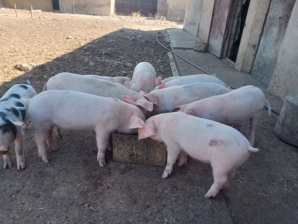 Babi (batch, jenis kelamin tidak disebutkan), 