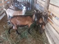 Goat, Goats — photo 3