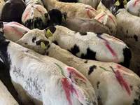 Banteng, Cattle — foto 2