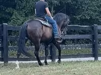 Caballo, French Trotter — foto 5