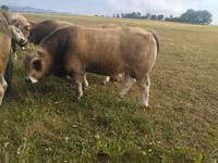 ثور, Aubrac cattle — الصورة 2