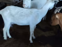 Kambing betina, Saanen goat — foto 1