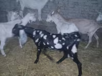 Kambing jantan, Beetal goats — foto 6