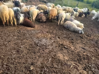 Oveja, Ovejas — foto 1