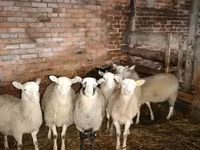 Domba jantan, Katum sheep — foto 1